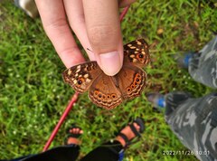 Junonia erigone
