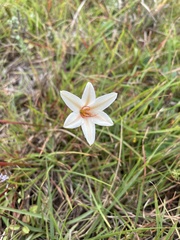 Cyrtanthus loddigesianus