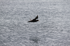 Macronectes giganteus