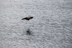 Macronectes giganteus