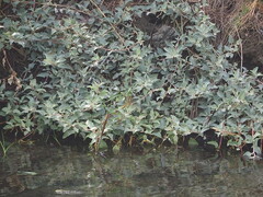 Atriplex maximowicziana