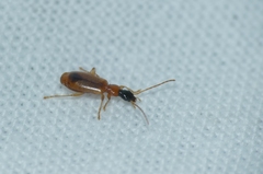 Demetrias monostigma