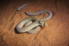 Pygopus nigriceps