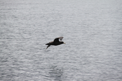 Macronectes giganteus