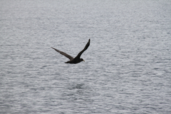 Macronectes giganteus