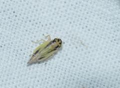 Evacanthus interruptus