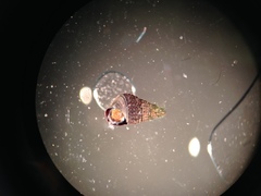 Bittiolum alternatum