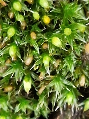 Orthotrichum diaphanum