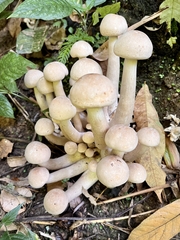 Macrocybe gigantea