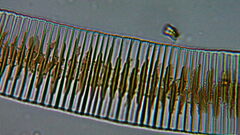 Fragilariophycidae