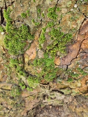 Orthotrichum diaphanum