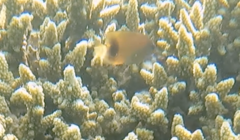 Plectroglyphidodon johnstonianus