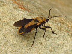 Ectrichodia crux
