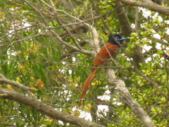 Terpsiphone viridis granti