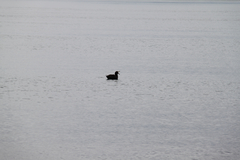 Macronectes giganteus