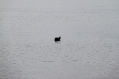 Macronectes giganteus