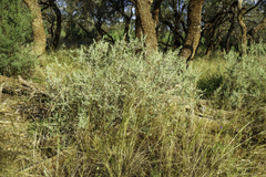 Enchylaena tomentosa