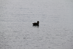 Macronectes giganteus