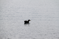 Macronectes giganteus