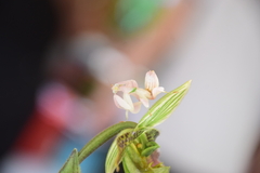 Hymenopus coronatus