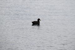 Macronectes giganteus