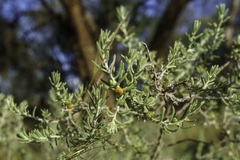 Enchylaena tomentosa