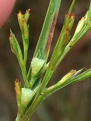 Scleria muehlenbergii