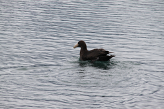 Macronectes giganteus