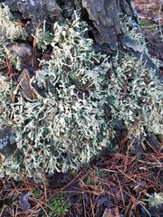 Cladonia digitata
