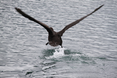 Macronectes giganteus