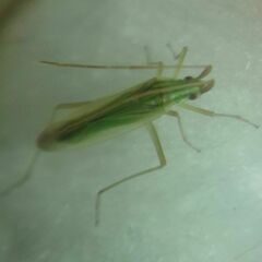 Trigonotylus