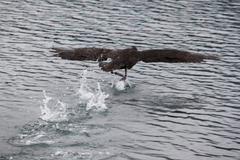 Macronectes giganteus