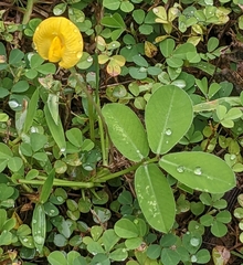 Arachis pintoi