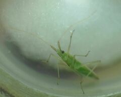 Trigonotylus
