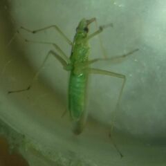 Trigonotylus