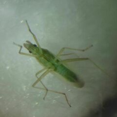 Trigonotylus