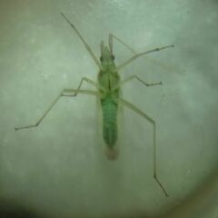 Trigonotylus