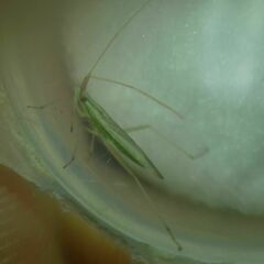 Trigonotylus