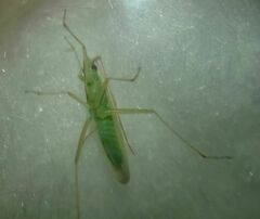 Trigonotylus