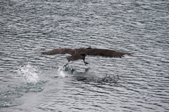 Macronectes giganteus