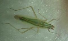 Trigonotylus