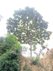 Cecropia peltata