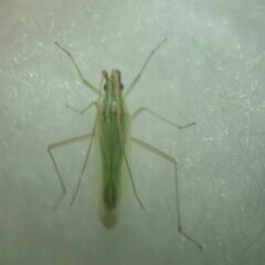 Trigonotylus