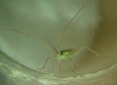 Trigonotylus