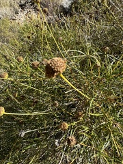 Sidneya tenuifolia