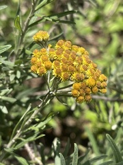 Helichrysum splendidum