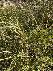Sidneya tenuifolia