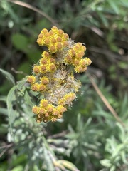 Helichrysum splendidum