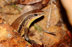 Eutropis