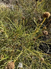 Sidneya tenuifolia